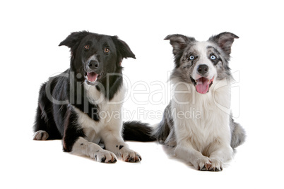 two border collie sheepdogs