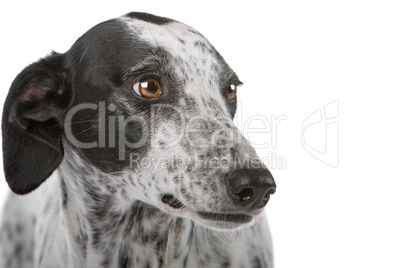 white Greyhound dog with black spots