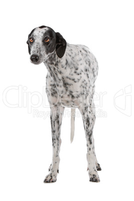 white Greyhound dog with black spots