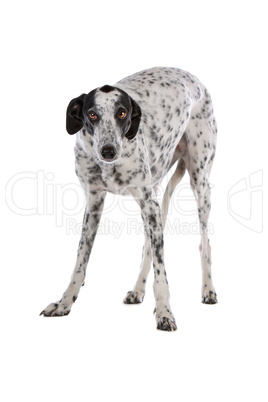 white Greyhound dog with black spots