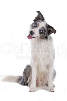 border collie sheepdog