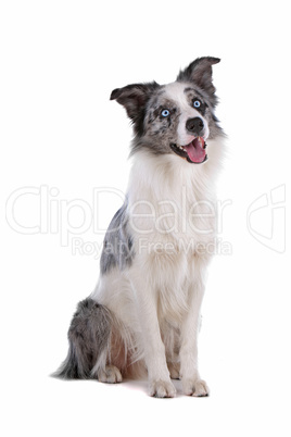 border collie sheepdog