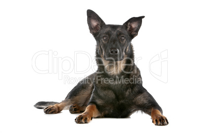 Dutch shepherd dog