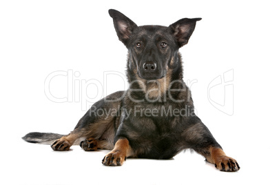 Dutch shepherd dog