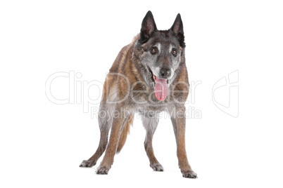 old and grey Belgian Shepherd