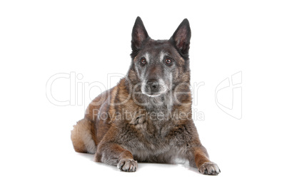 old and grey Belgian Shepherd