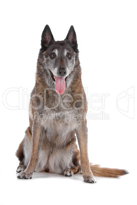 old and grey Belgian Shepherd