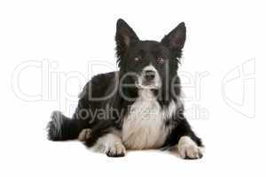 border collie sheepdog