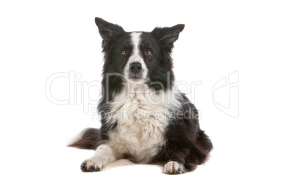 border collie sheepdog