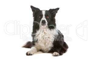 border collie sheepdog