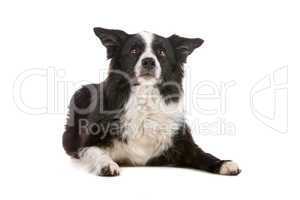 border collie sheepdog