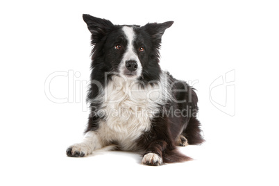 border collie sheepdog