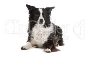 border collie sheepdog