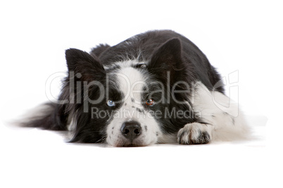 border collie sheepdog