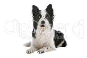 border collie sheepdog