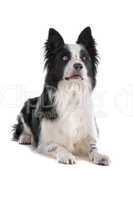 border collie sheepdog