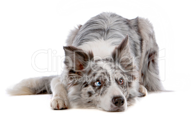 border collie sheepdog