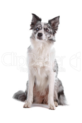 border collie sheepdog