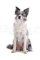 border collie sheepdog