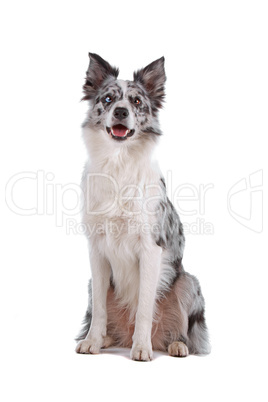 border collie sheepdog