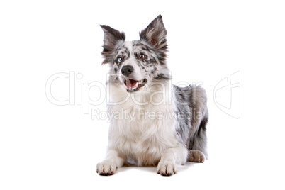 border collie sheepdog