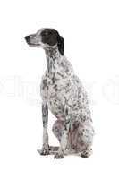 white Greyhound dog with black spots