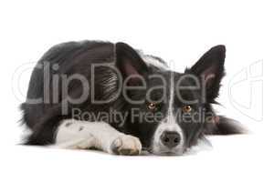 border collie sheepdog