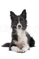 border collie sheepdog