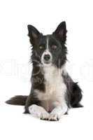 border collie sheepdog