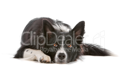 border collie sheepdog