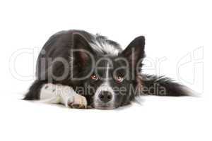 border collie sheepdog