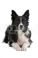 border collie sheepdog