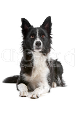 border collie sheepdog