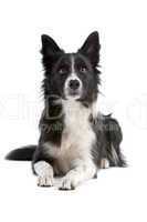 border collie sheepdog