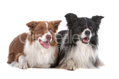 two border collie sheepdogs