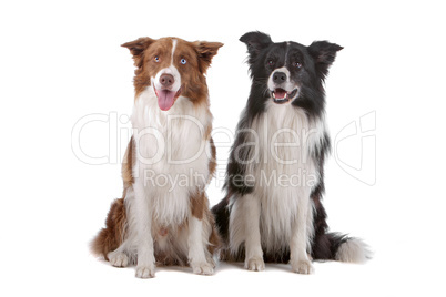 two border collie sheepdogs