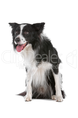 border collie sheepdog