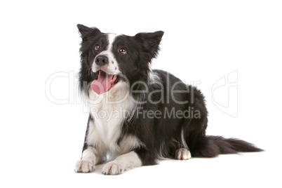 border collie sheepdog