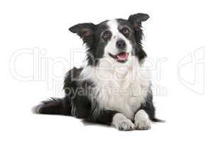 border collie sheepdog