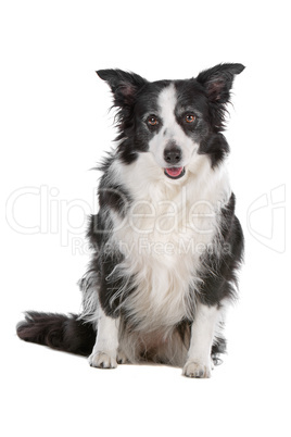 border collie sheepdog