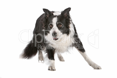 border collie sheepdog