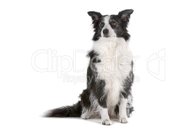 border collie sheepdog