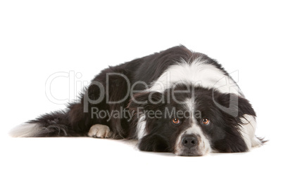 border collie sheepdog