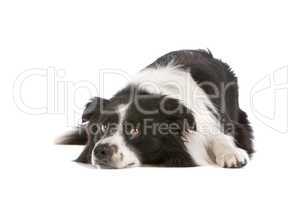 border collie sheepdog