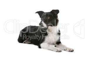 border collie sheepdog