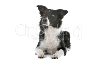 border collie sheepdog