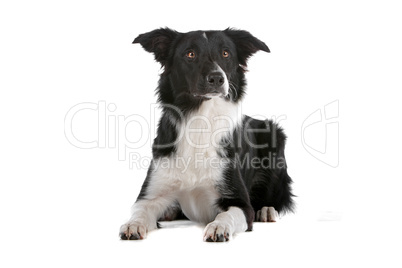 border collie sheepdog