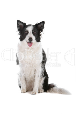 border collie sheepdog