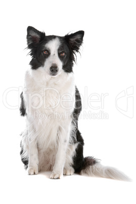 border collie sheepdog