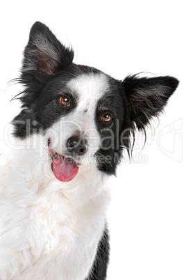 border collie sheepdog